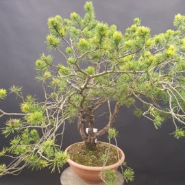 Pinus Sylvestris
