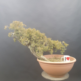 Juniperus Sabina