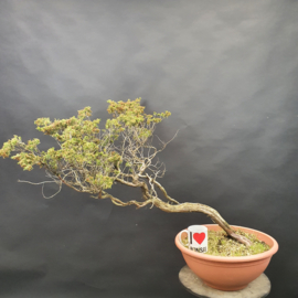 Juniperus Sabina