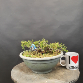Juniperus Sabina