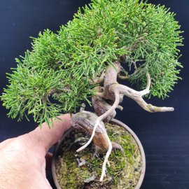 Juniperus Itoiigawa