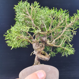 Juniperus Itoiigawa