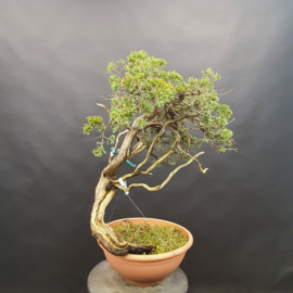 Juniperus Sabina