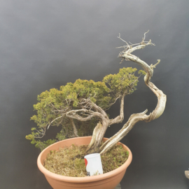 Juniperus Sabina