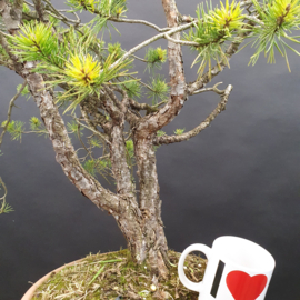 Pinus Sylvestris
