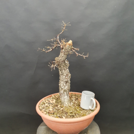 Quercus Faginea
