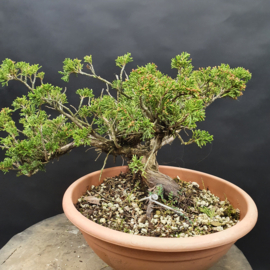 Juniperus Sabina