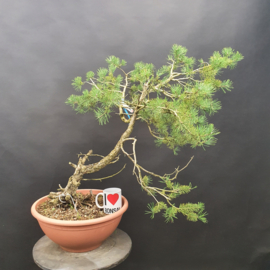 Pinus Sylvestris