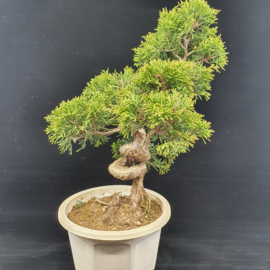 Juniperus Itoiigawa