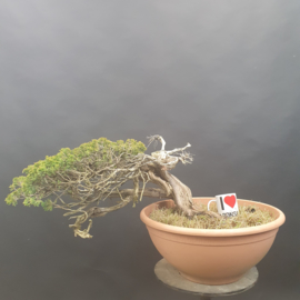 Juniperus Sabina