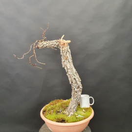 Quercus Faginea