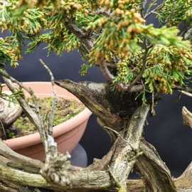 Juniperus Sabina