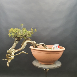 Juniperus Sabina