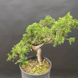 Juniperus Sabina