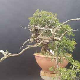 Juniperus Sabina