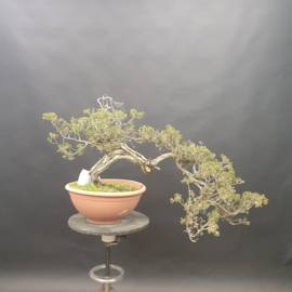 Juniperus Sabina