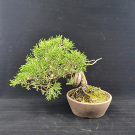 Juniperus Itoiigawa