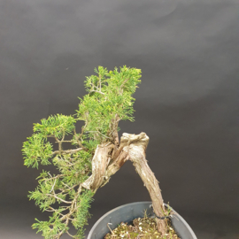 Juniperus Sabina