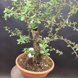Quercus Suber