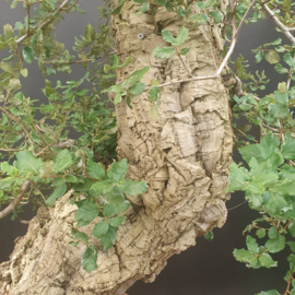 Quercus Suber