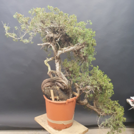 Juniperus Sabina