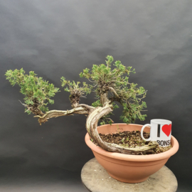 Juniperus Sabina