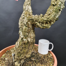 Quercus Suber