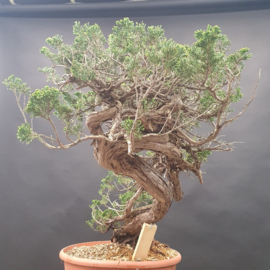 Juniperus Sabina