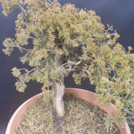 Juniperus Sabina