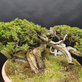 Juniperus Sabina