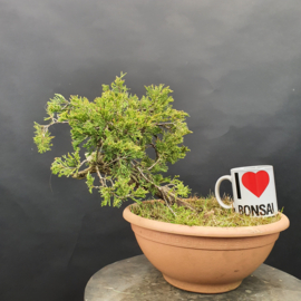 Juniperus Sabina