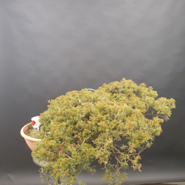 Juniperus Sabina