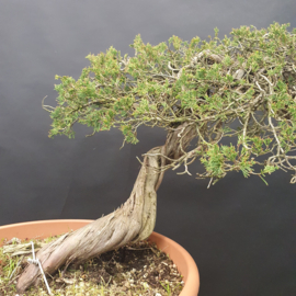 Juniperus Sabina