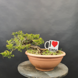 Juniperus Sabina
