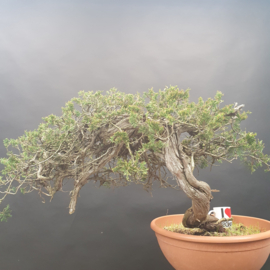 Juniperus Sabina