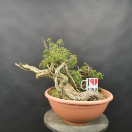 Juniperus Sabina