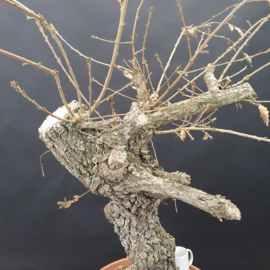 Quercus Faginea