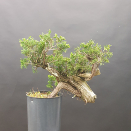 Juniperus Sabina