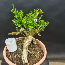 Buxus Sempervirens