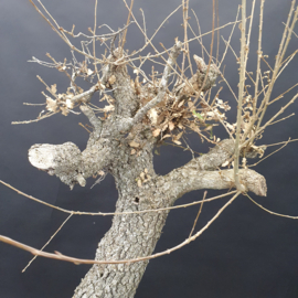 Quercus Faginea