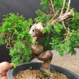 Juniperus Itoiigawa