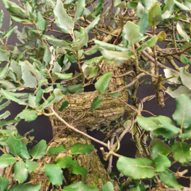 Quercus Suber