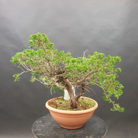 Juniperus Sabina