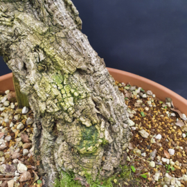 Quercus Suber