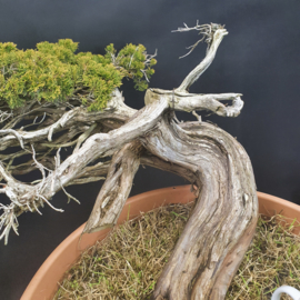 Juniperus Sabina