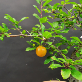 Prunus Cerasifera