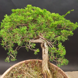 Juniperus Sabina