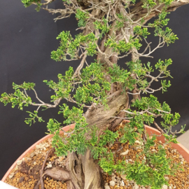 Juniperus Sabina