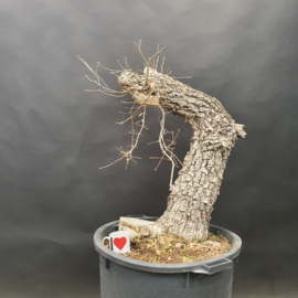 Quercus Faginea