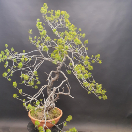 Pinus Sylvestris